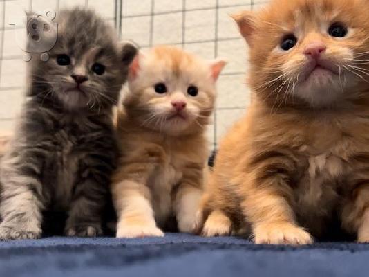 PoulaTo: πανέμορφα γατάκια Maine Coon